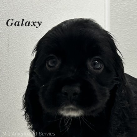 puppy, for, sale, Cocker Spaniel, Joe & Cherri  Overlease, dog, breeder, Miller, MO, dog-breeder, puppy-for-sale, forsale, nearby, find, puppyfind, locator, puppylocator, aca